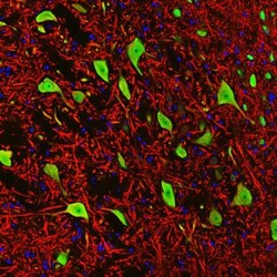 RBFOX3/NeuN Antibody (1B7), Novus Biologicals:Antibodies:Primary Antibodies