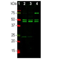 RBFOX3/NeuN Antibody (1B7), Novus Biologicals:Antibodies:Primary Antibodies
