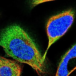 RBKS Antibody, Novus Biologicals 0.1mL; Unlabeled:Antibodies, Polyclonal