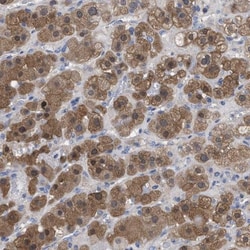 RBKS Antibody, Novus Biologicals 0.1mL; Unlabeled:Antibodies, Polyclonal