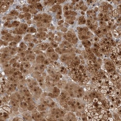 RBKS Antibody, Novus Biologicals 0.1mL; Unlabeled:Antibodies, Polyclonal