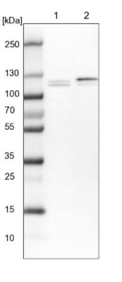 RBM12 Antibody, Novus Biologicals 0.1mL; Unlabeled:Antibodies, Polyclonal