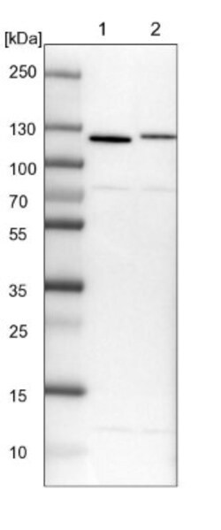 RBM12 Antibody, Novus Biologicals:Antibodies:Primary Antibodies