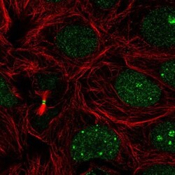 RBM18 Antibody, Novus Biologicals:Antibodies:Primary Antibodies