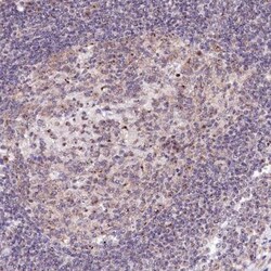 RBM19 Antibody, Novus Biologicals 0.1mL; Unlabeled:Antibodies, Polyclonal
