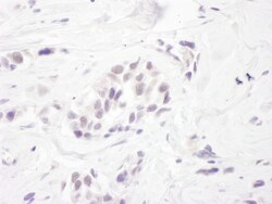 RBM27 Antibody, Novus Biologicals 0.1mg; Unlabeled:Antibodies, Polyclonal