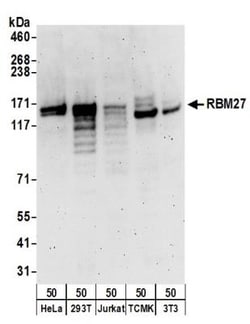 RBM27 Antibody, Novus Biologicals 0.1mg; Unlabeled:Antibodies, Polyclonal