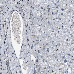 RBM28 Antibody, Novus Biologicals 0.1mL; Unlabeled:Antibodies, Polyclonal