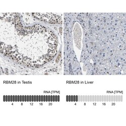 RBM28 Antibody, Novus Biologicals 0.1mL; Unlabeled:Antibodies, Polyclonal