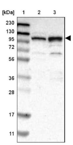 RBM28 Antibody, Novus Biologicals 0.1mL; Unlabeled:Antibodies, Polyclonal