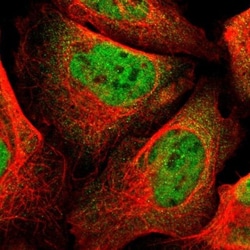 RBM3 Antibody, Novus Biologicals:Antibodies:Primary Antibodies