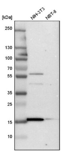 RBM3 Antibody, Novus Biologicals:Antibodies:Primary Antibodies