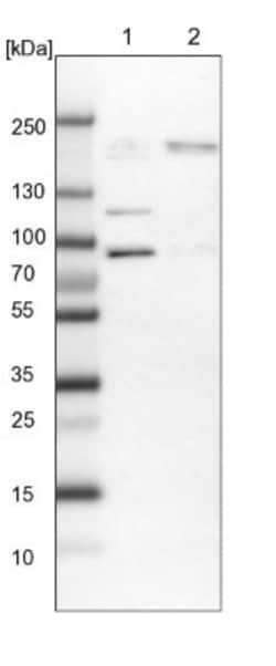 RBM33 Antibody, Novus Biologicals 0.1mL; Unlabeled:Antibodies, Polyclonal