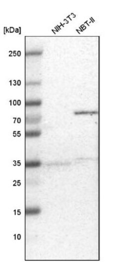 RBM47 Antibody, Novus Biologicals 0.1mL; Unlabeled:Antibodies, Polyclonal