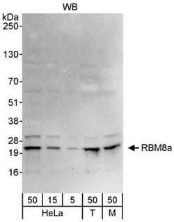 RBM8A Antibody, Novus Biologicals 0.1mL; Unlabeled:Antibodies, Polyclonal