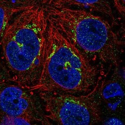 RBP2 Antibody, Novus Biologicals 0.1mL; Unlabeled:Antibodies, Polyclonal