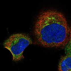 RBP5 Antibody, Novus Biologicals:Antibodies:Primary Antibodies