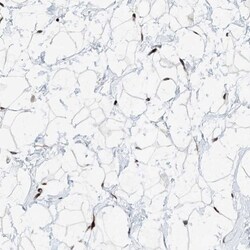 RBP7 Antibody, Novus Biologicals 0.1mL; Unlabeled:Antibodies, Polyclonal