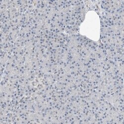 RBP7 Antibody, Novus Biologicals 0.1mL; Unlabeled:Antibodies, Polyclonal