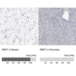 RBP7 Antibody, Novus Biologicals 0.1mL; Unlabeled:Antibodies, Polyclonal