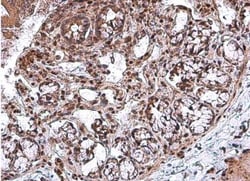 RBPMS Antibody, Novus Biologicals 0.1mL; Unlabeled:Antibodies