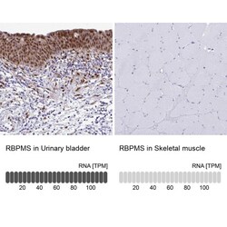 anti-RBPMS, Polyclonal, Novus Biologicals 0.1 mL | Buy Online | Novus Biologicals | Fisher Scientific