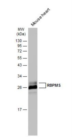 RBPMS Antibody, Novus Biologicals 0.1mL; Unlabeled:Antibodies