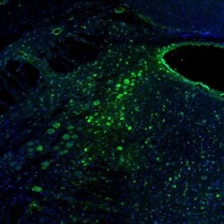 RCN2 Antibody, Novus Biologicals:Antibodies:Primary Antibodies