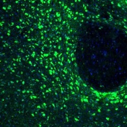 RCN2 Antibody, Novus Biologicals:Antibodies:Primary Antibodies