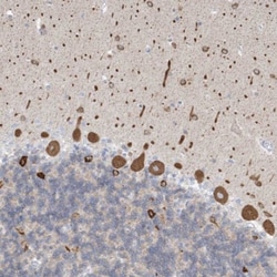 RCN2 Antibody, Novus Biologicals:Antibodies:Primary Antibodies