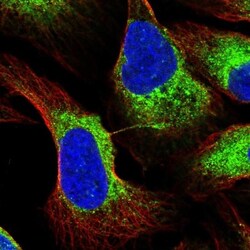 RCN3 Antibody, Novus Biologicals:Antibodies:Primary Antibodies