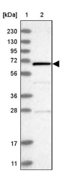 REC8 Antibody, Novus Biologicals:Antibodies:Primary Antibodies