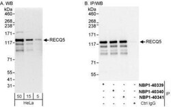 RECQL5 Antibody, Novus Biologicals 0.1mL; Unlabeled:Antibodies, Polyclonal