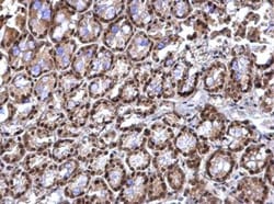 RED Antibody, Novus Biologicals 0.1mL; Unlabeled:Antibodies, Polyclonal