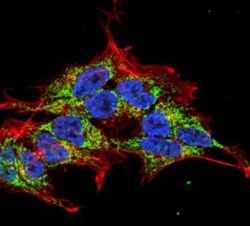 REEP2 Antibody (S326D-29), Novus Biologicals 100&mu;g; Unlabeled:Antibodies,