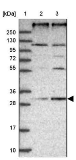 REEP4 Antibody, Novus Biologicals:Antibodies:Primary Antibodies