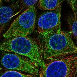 REEP5 Antibody, Novus Biologicals 25 &mu;L, Unlabeled:Antibodies, Polyclonal