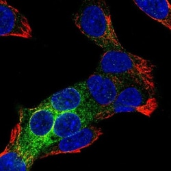 REEP6 Antibody, Novus Biologicals:Antibodies:Primary Antibodies
