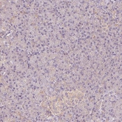 REEP6 Antibody, Novus Biologicals:Antibodies:Primary Antibodies