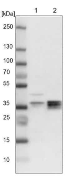 RELL1 Antibody, Novus Biologicals 0.1mL; Unlabeled:Antibodies, Polyclonal