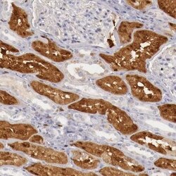 RENBP Antibody, Novus Biologicals:Antibodies:Primary Antibodies
