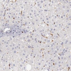 RENBP Antibody, Novus Biologicals:Antibodies:Primary Antibodies