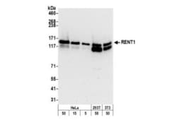 RENT1/UPF1/hUPF1 Antibody, Novus Biologicals 100 &mu;L | Buy Online | Novus Biologicals | Fisher Scientific