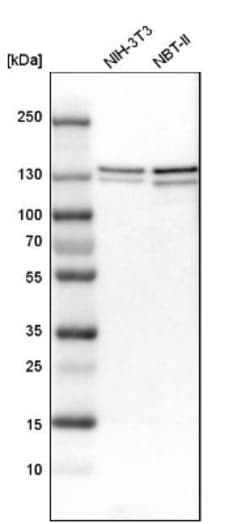 RENT1/UPF1/hUPF1 Antibody, Novus Biologicals 0.1mL; Unlabeled:Antibodies,