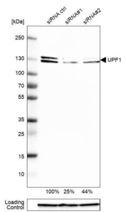 RENT1/UPF1/hUPF1 Antibody, Novus Biologicals 0.1mL; Unlabeled:Antibodies,
