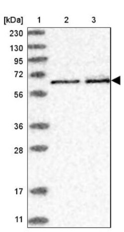 REPIN1 Antibody, Novus Biologicals:Antibodies:Primary Antibodies