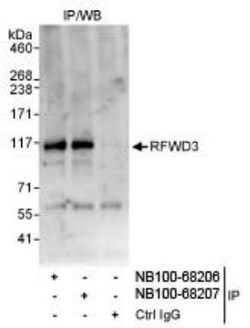 RFWD3 Antibody, Novus Biologicals 0.1mg; Unlabeled:Antibodies, Polyclonal