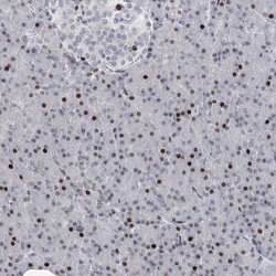 RFX7 Antibody, Novus Biologicals 25 &mu;L; Unlabeled:Antibodies, Polyclonal