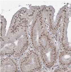 RG9MTD1 Antibody, Novus Biologicals:Antibodies:Primary Antibodies