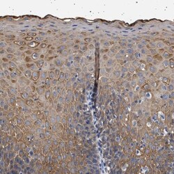 RG9MTD3 Antibody, Novus Biologicals 0.1mL; Unlabeled:Antibodies, Polyclonal